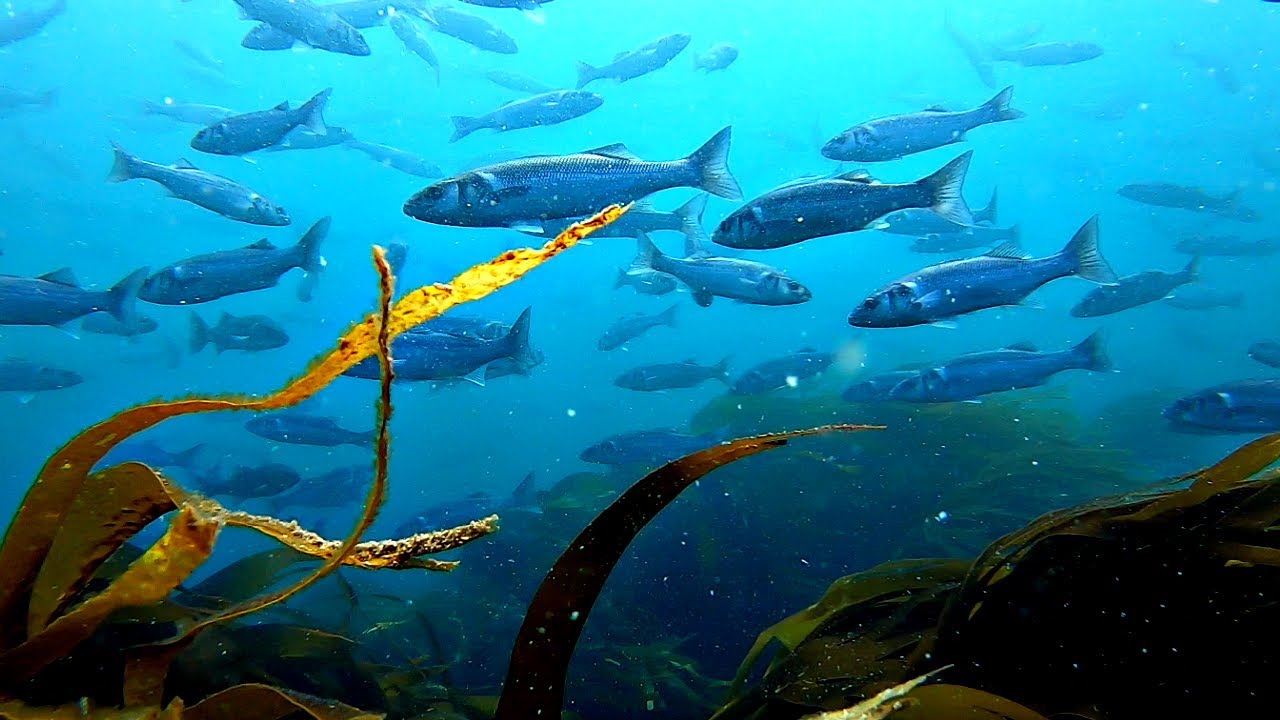 Bream, Bass and Beautiful Conditions - Spearfishing an Off Shore Reef UK 2020