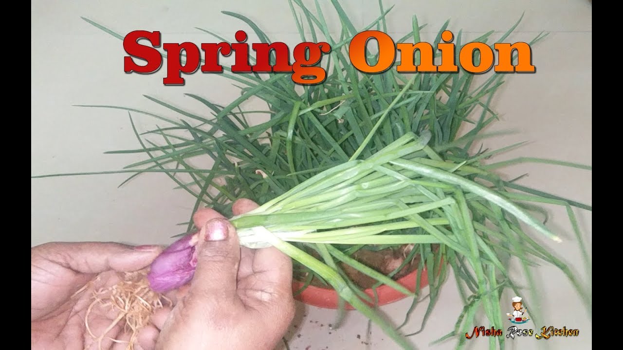 How to Grow Spring Onion | Ulli Thandu | ഉള്ളി തണ്ട് at Home- NRK
