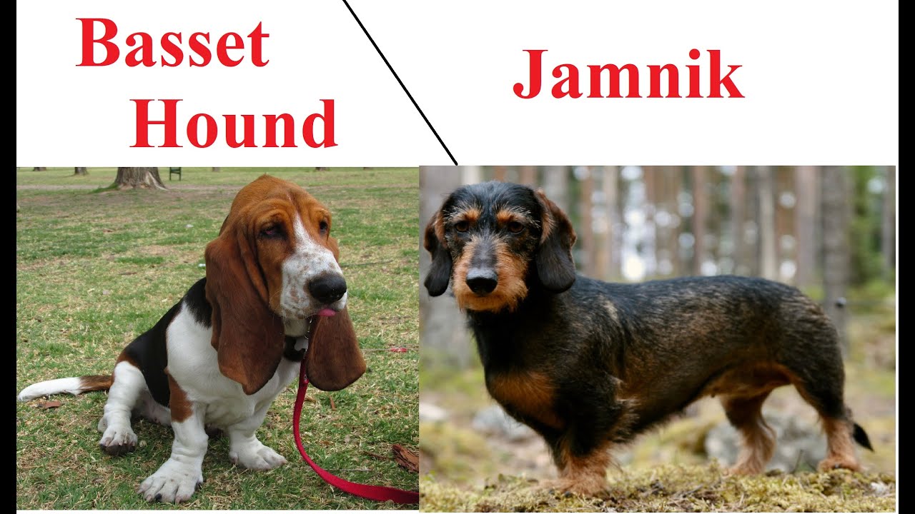 Jamnik a Basset Hound - PORÓWNANIE