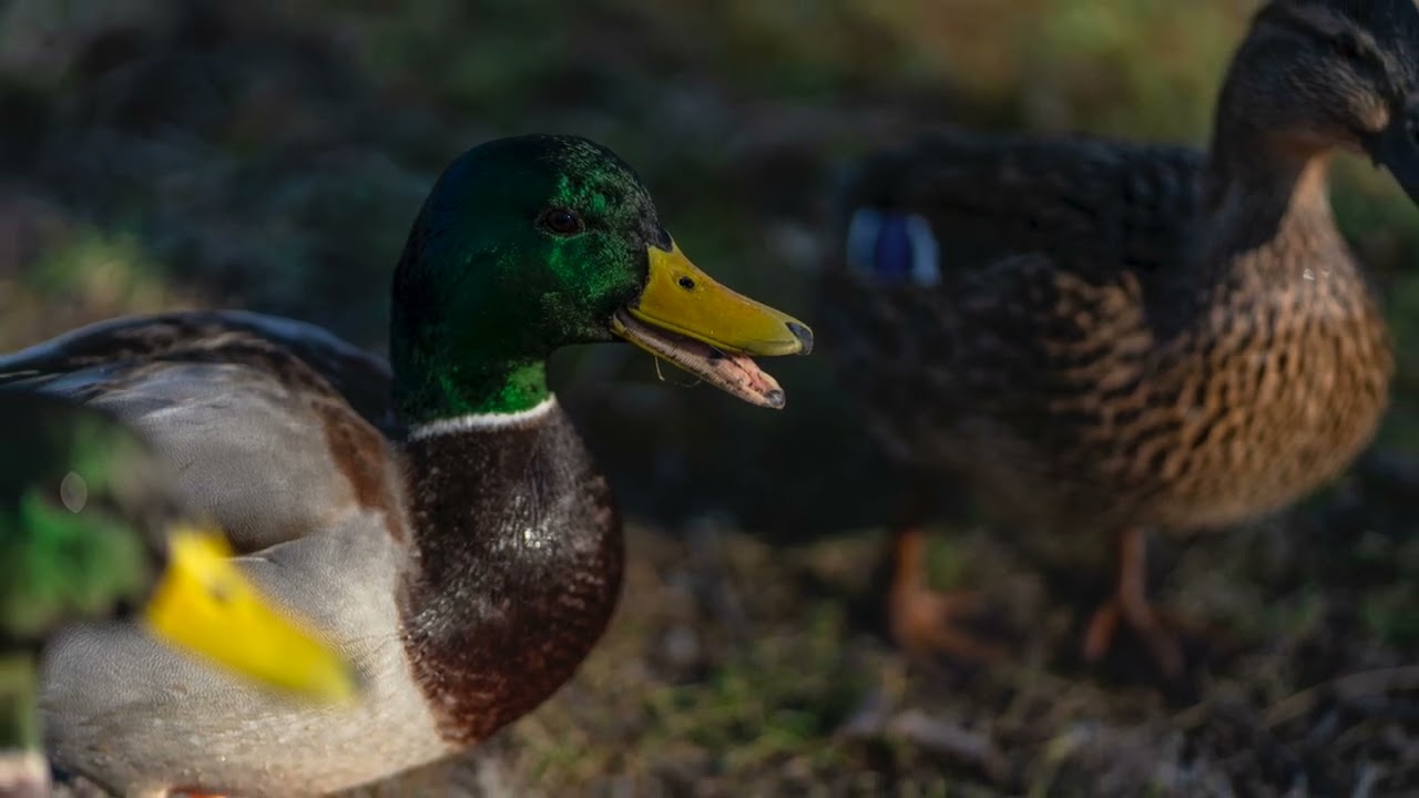 Sony A7 IV Am Neckar   HD 1080p