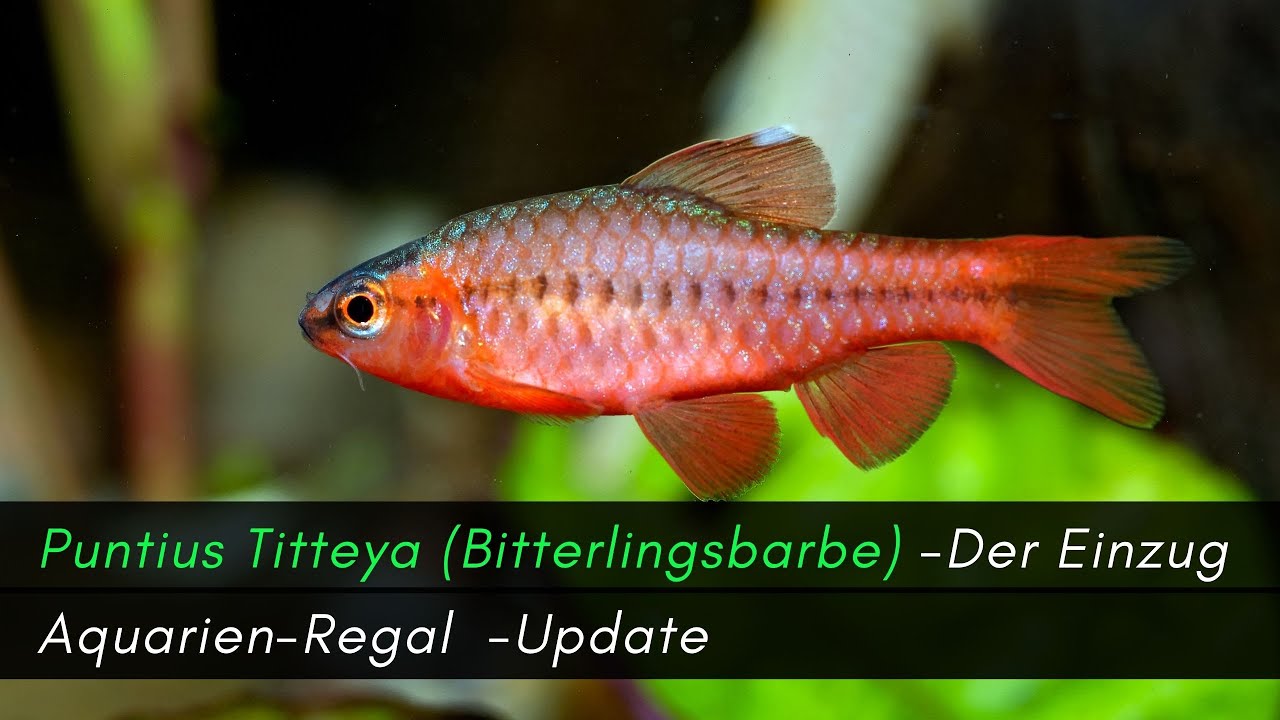 Einzug der Bitterlingsbarben, Update Regal -Es gibt immer was zu tun #aquarium #aquaristik
