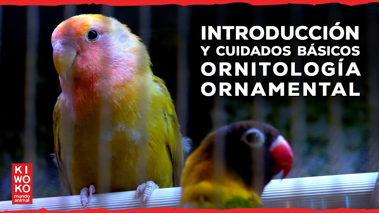 Aves ornamentales 🐦 | Guía completa: cuidados, alimentación, higiene y más