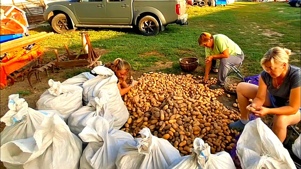 🥔🥔Гренаду перебрали‼️Голі помідори,супер рецепт від Тещі‼️Сизон Дирунів,вечірні будні в селі‼️