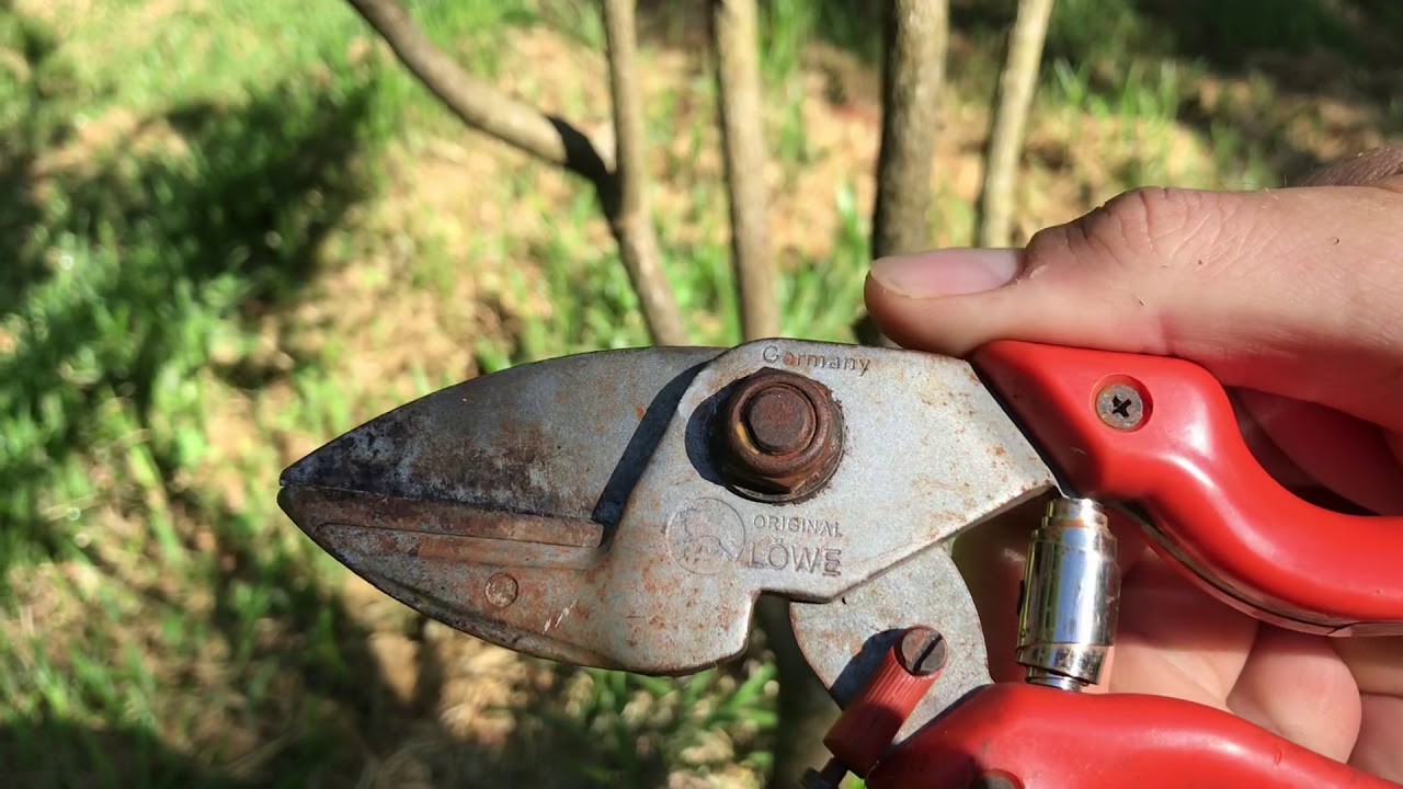 Young macadamia pruning