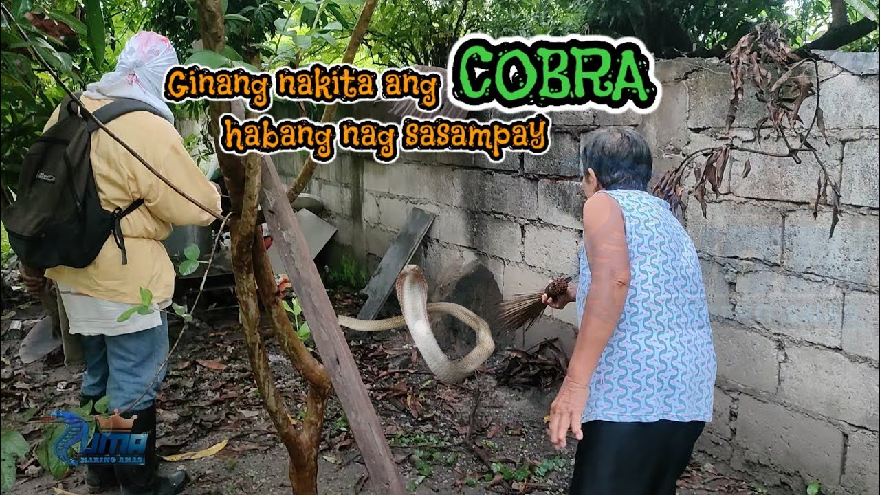 Ginang nakita ang COBRA habang nag sasampay | zuma haring ahas