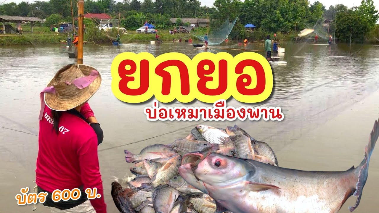 ยกยอ บ่อบัตร600 ►Fishing lifestyle Ep.841