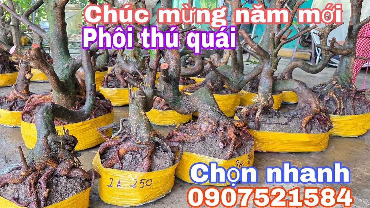 Mùng 3 tết.Bảo☎️0907521584📢📢Phôi mai bonsai dáng quái đế đẹp