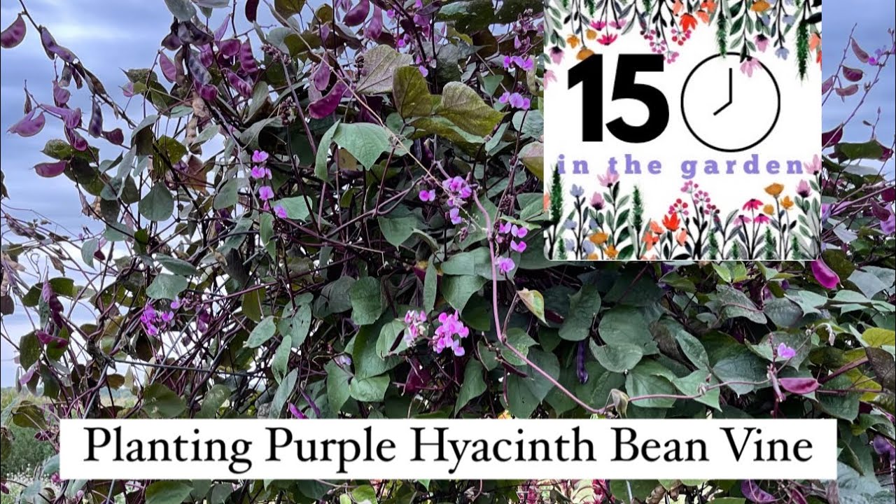 Planting Annual Purple Hyacinth Bean Vine on My Cow Panel Tunnel & Trellis