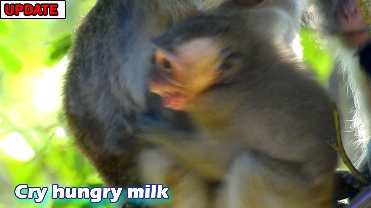 Mom Duchess warn attack to tiny Dakota while Dakota crying loudly steal drink milk her on the tree