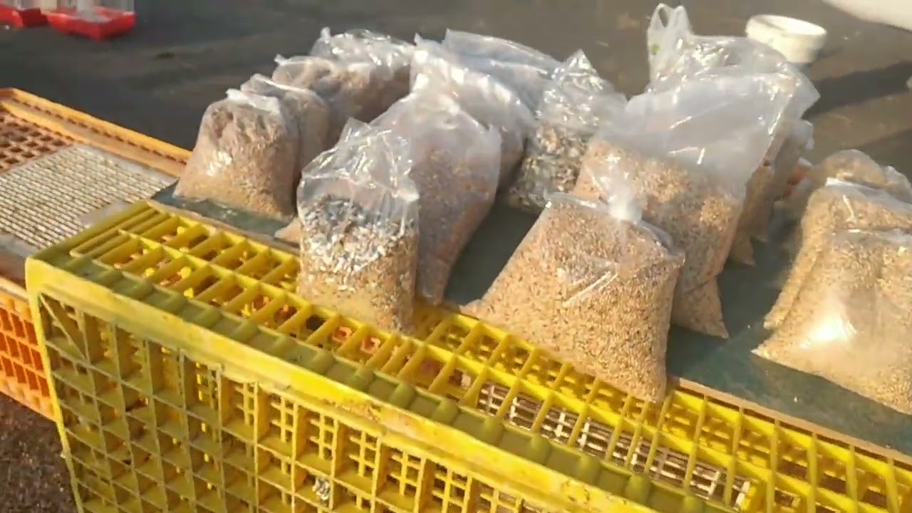 سوق الطيور والحيونات في المملكة العربية السعودية سوق خميس مشيط. #طيور_حيوانات