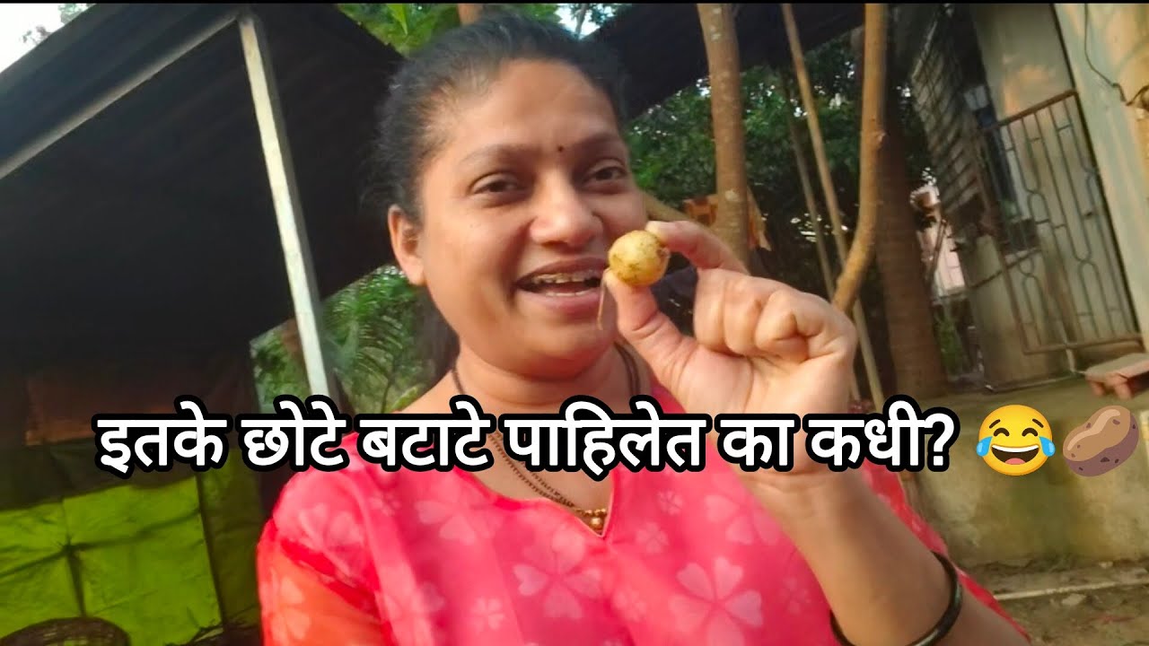 कोकणात बटाटे असेच येतात का? #Batate #KonkanLife #VillageVlog #RealLifeVlog #Village #SunsetViews 