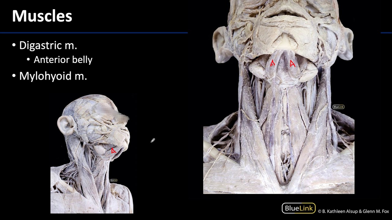 Parotid and Submandibular Triangle - Muscles