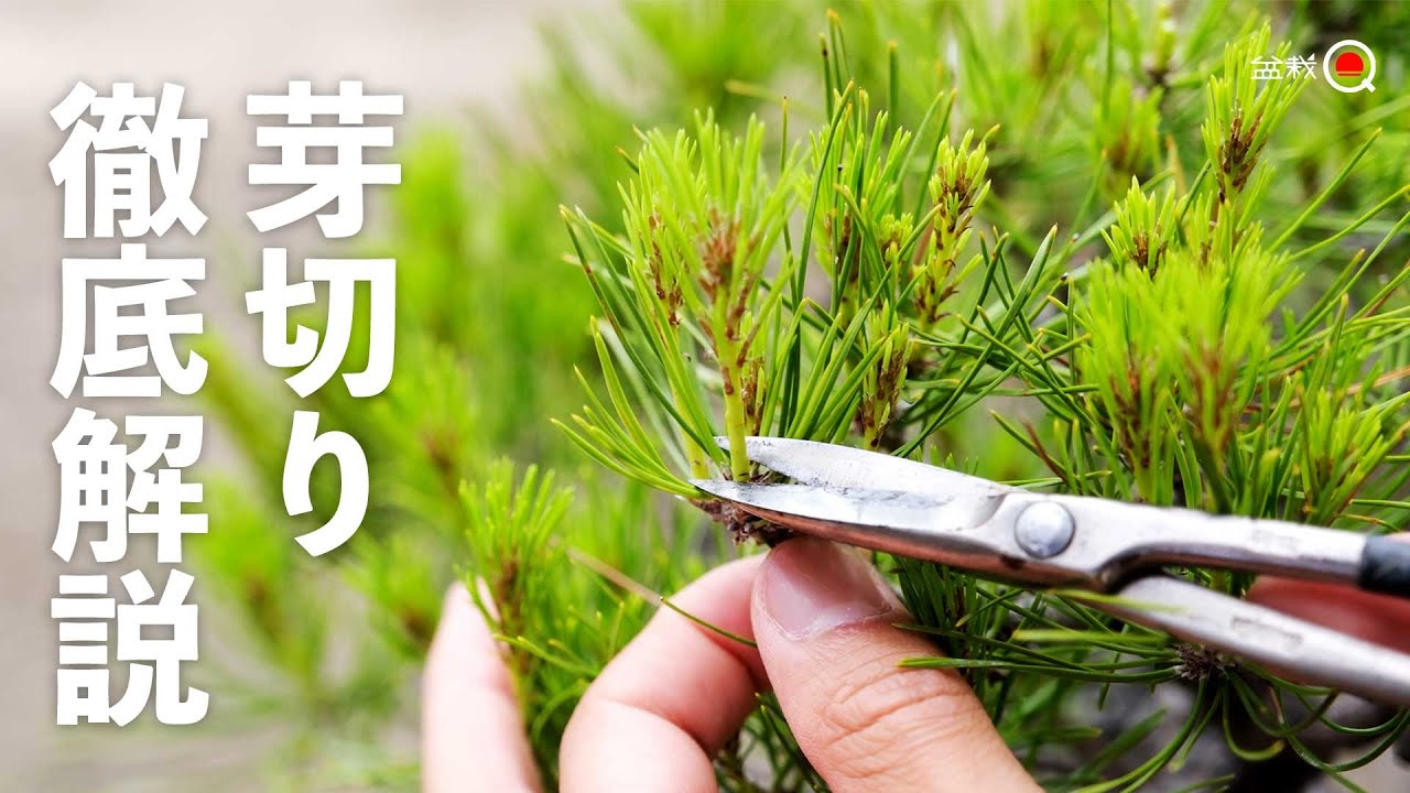 【もっと詳しく】赤松、黒松の芽切り、徹底解説【盆栽Q】