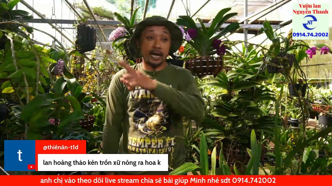 Sưu tầm hoa lan chọn giống như thế n&agrave;o hợp l&yacute;
