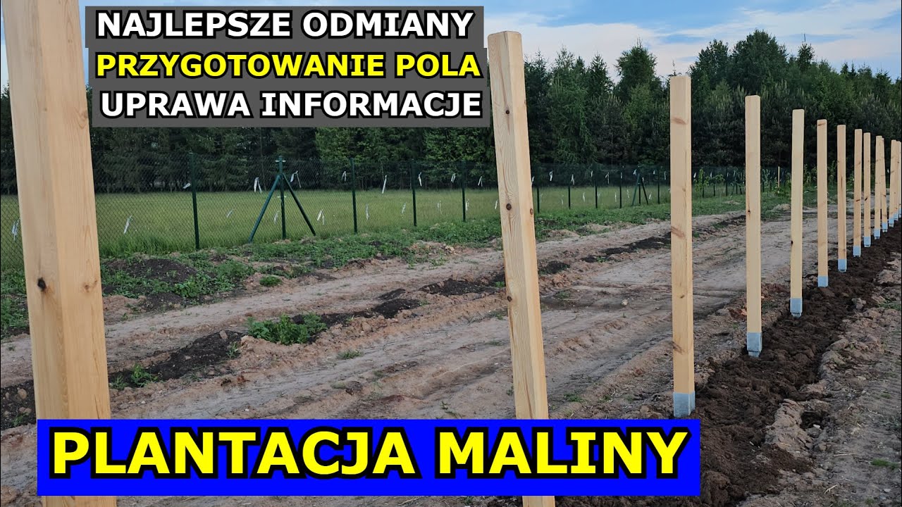 Zakładam Plantację Maliny. Uprawa, Najlepsze Odmiany, Przygotowanie Stanowiska, Gleba, Co ile Sadzę.