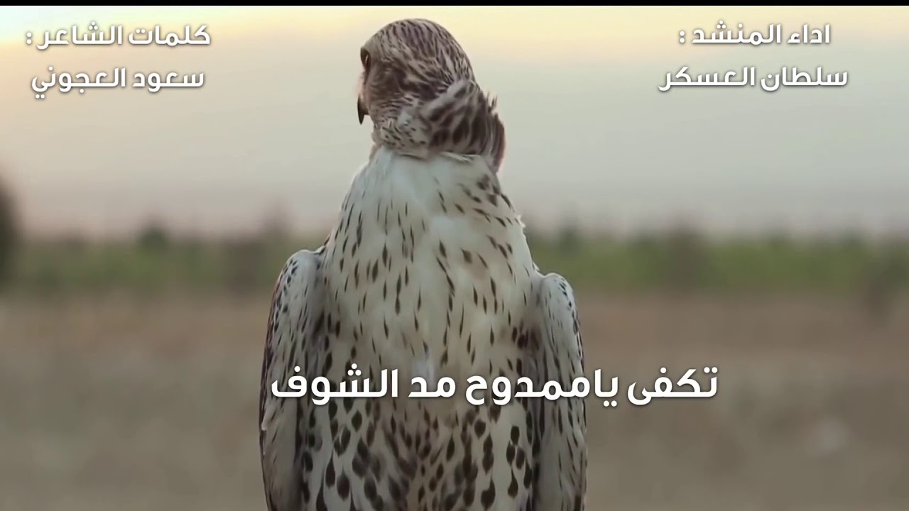 هجيني | تكفى ياممدوح مد الشوف •• سلطان العسكر الظفيري