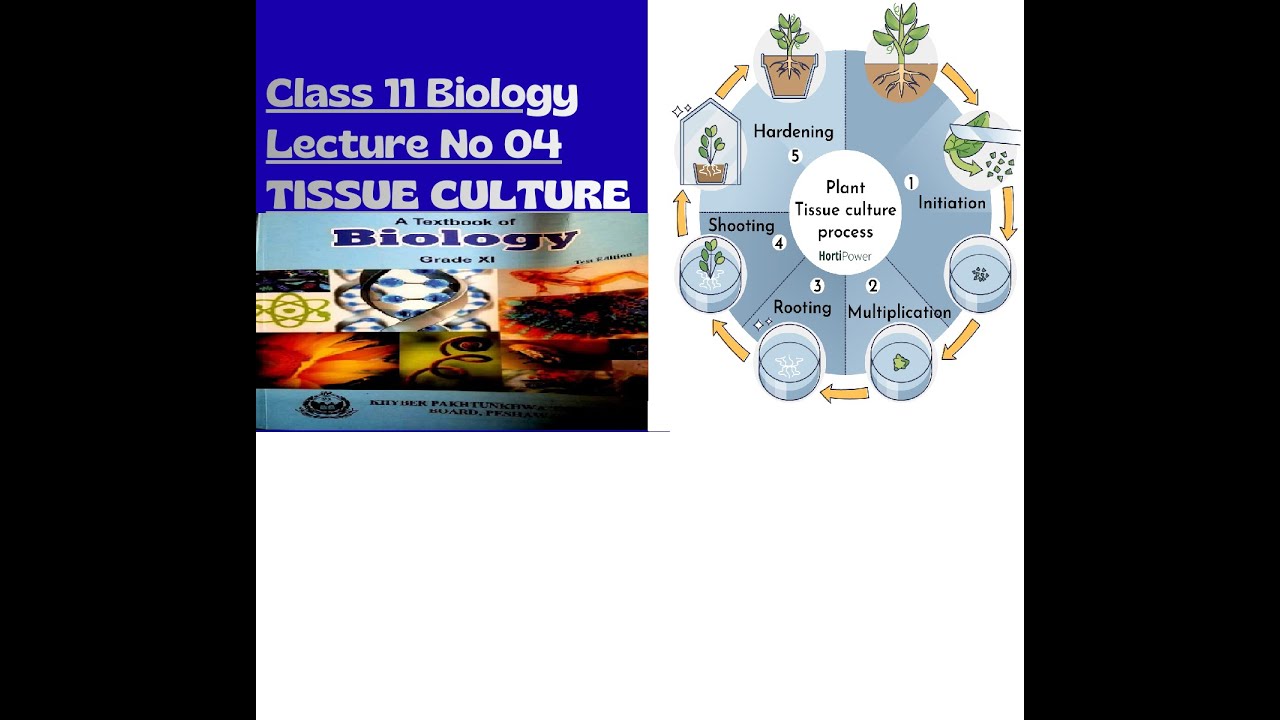 Tissue Culture Explained | Basics and Process Lecture No 4 class 11 Conceptual Science Academy