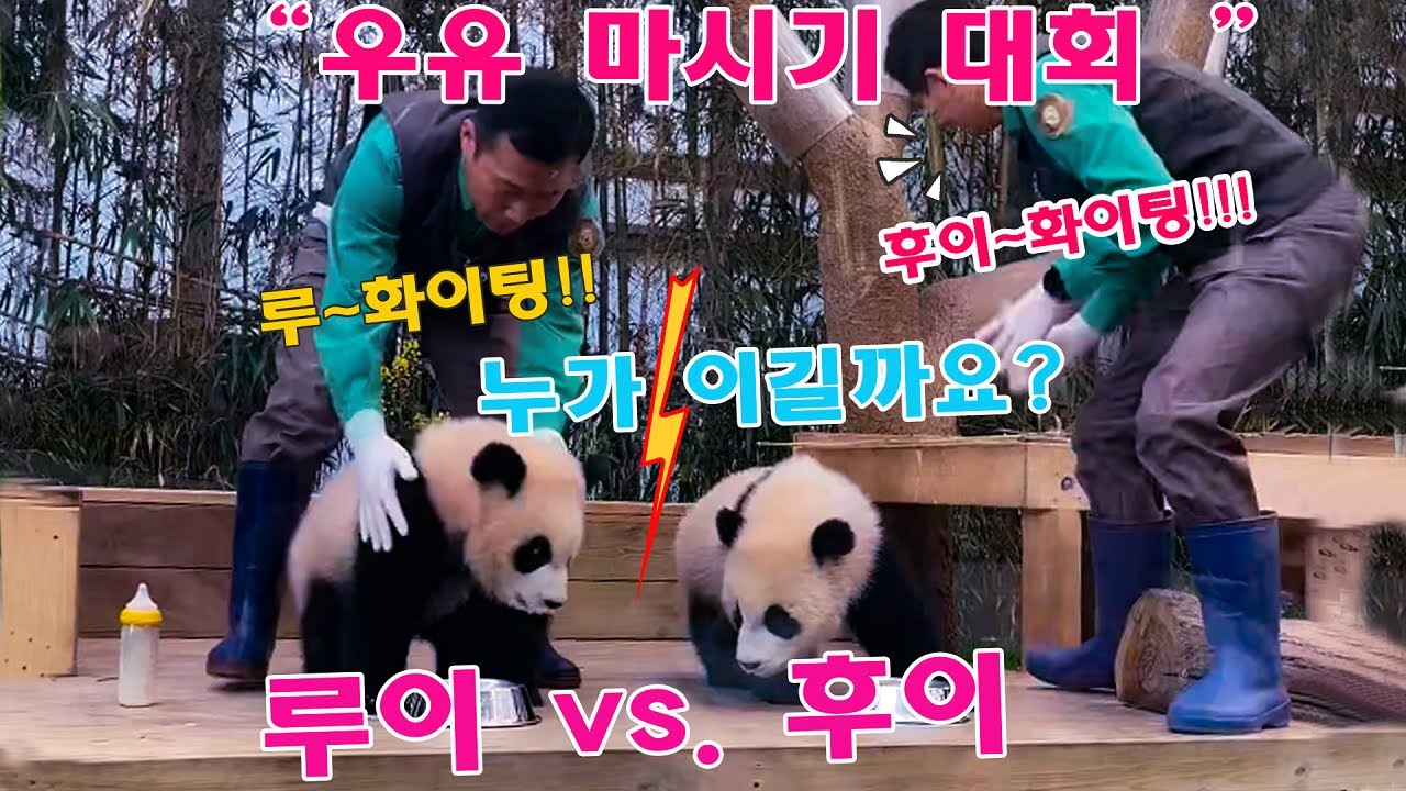 맙소사!! 루이바오 vs. 후이바오 🔥🔥누가 이길까요? 송바오님 ,강바오님 씨가우유 마시기 대회를 열었는데🤣ㅋㅋㅋ