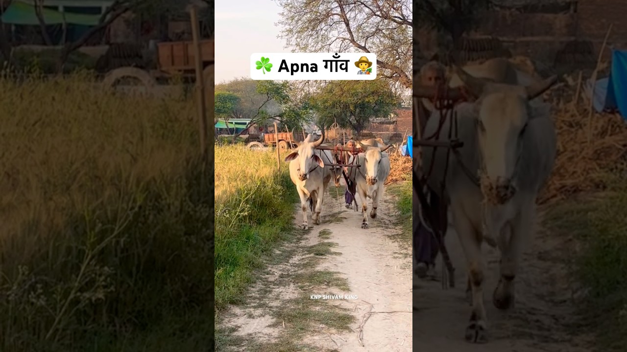 Apna gaon💫aa gaye apne gaon🥀kisan vlog🌱khetibadi status #khetibadi #kishanvlog #shorts#shortvideo