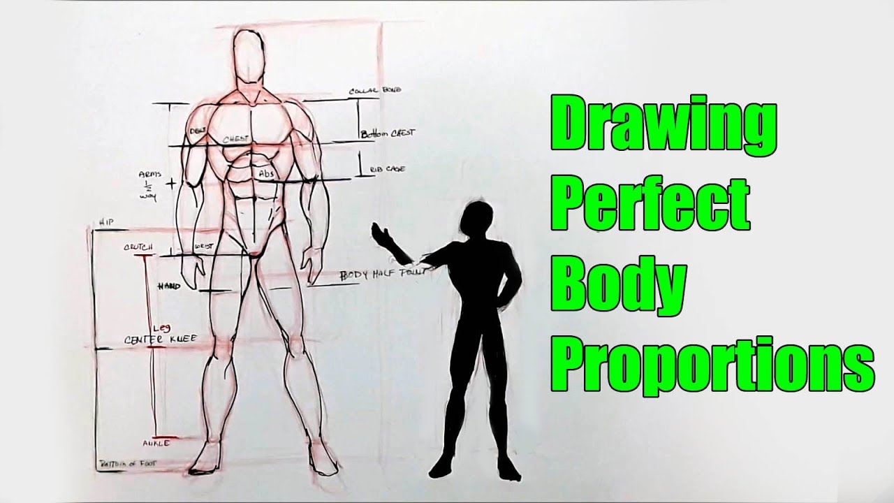 Drawing The Body In perfect Proportions
