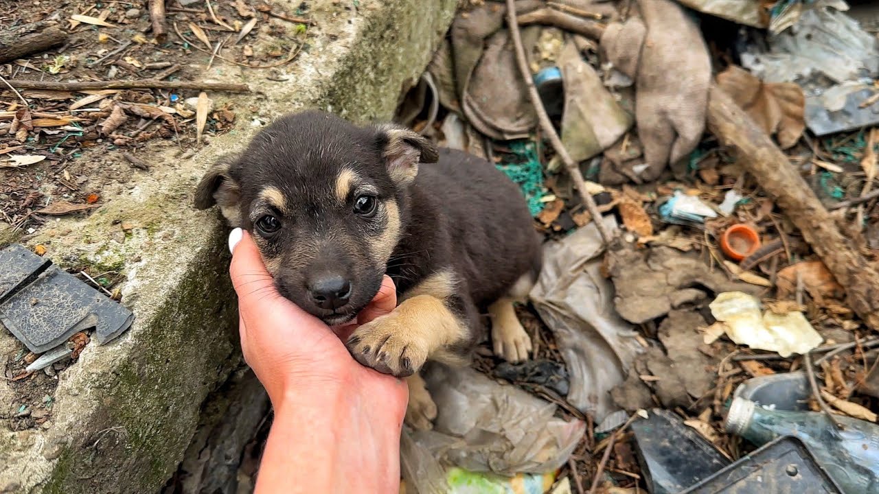 Watch Emotional Moment Stray Puppy from Trash Realises He’s Being Rescued