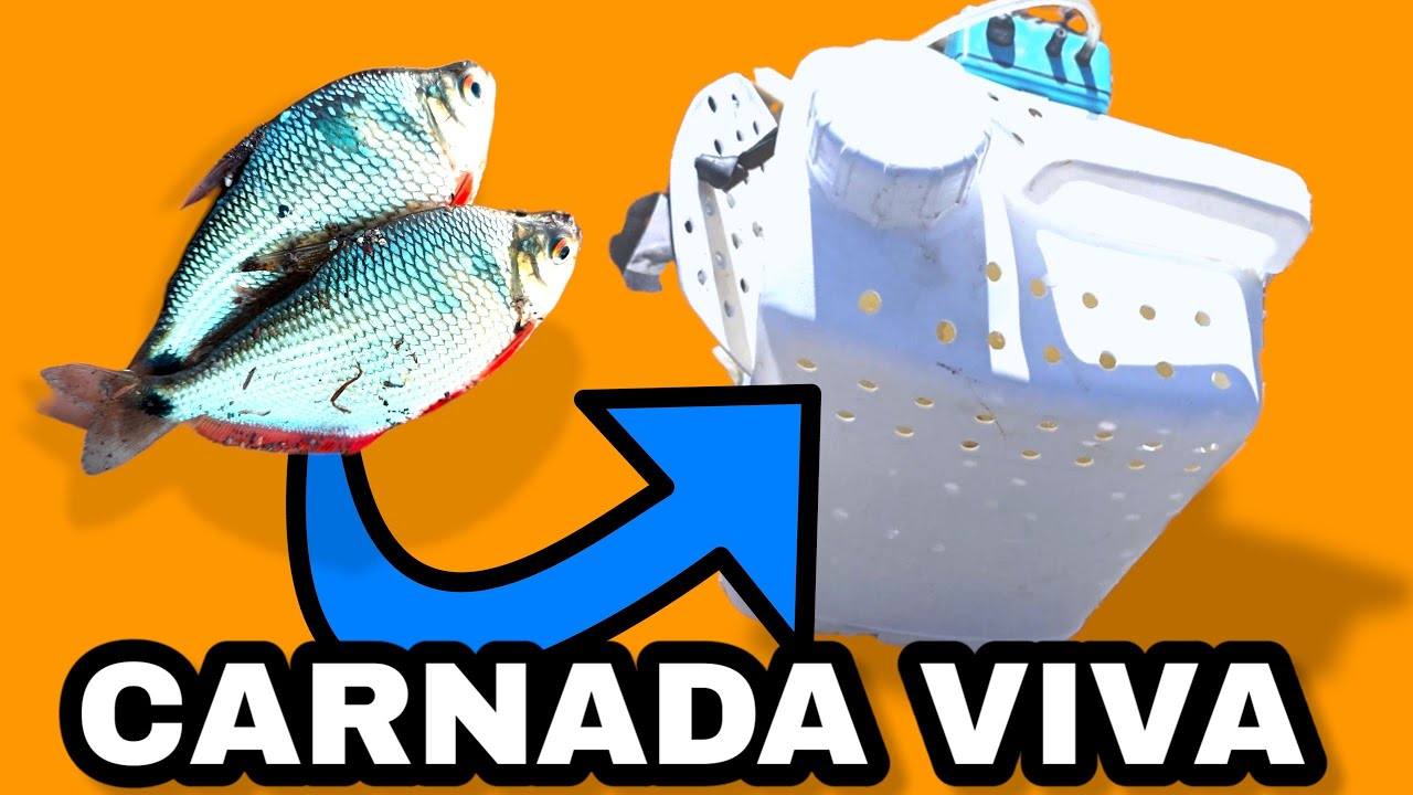 COMO MANTENER LA CARNADAS VIVA POR  24 HORAS