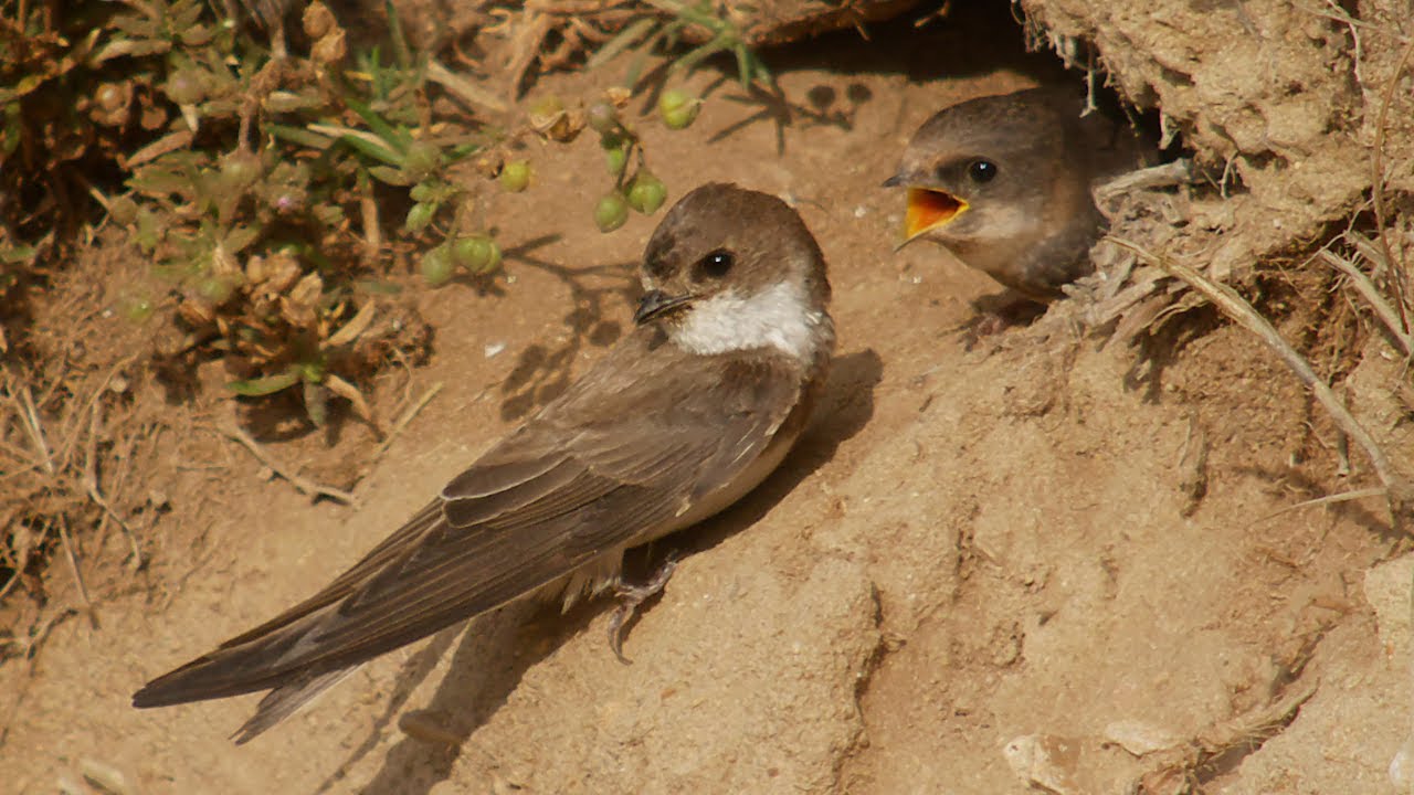 Sand Martins (Bank Swallows) Nesting and Chicks Feeding Facts