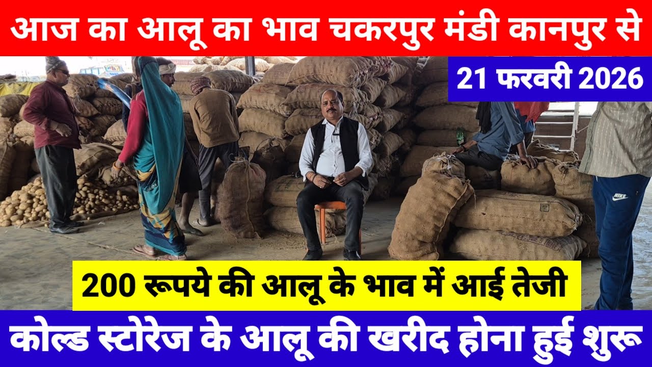 आज का आलू का भाव चकरपुर मंडी कानपुर से || Aalu Ka Bhav || कोल्ड स्टोरेज के आलू की खरीद होना हुई शुरू