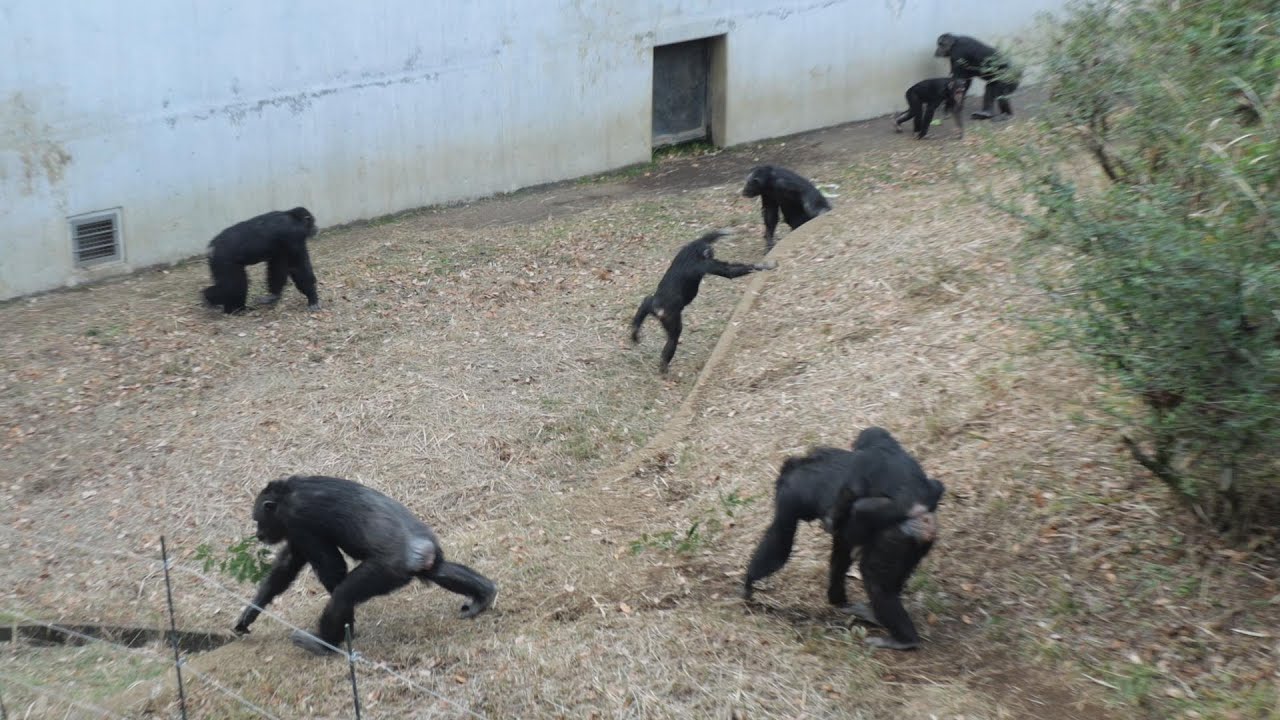 2025年初日帰宅の時間はやはり騒がしい、ジンは残業　多摩動物公園　チンパンジー　202501