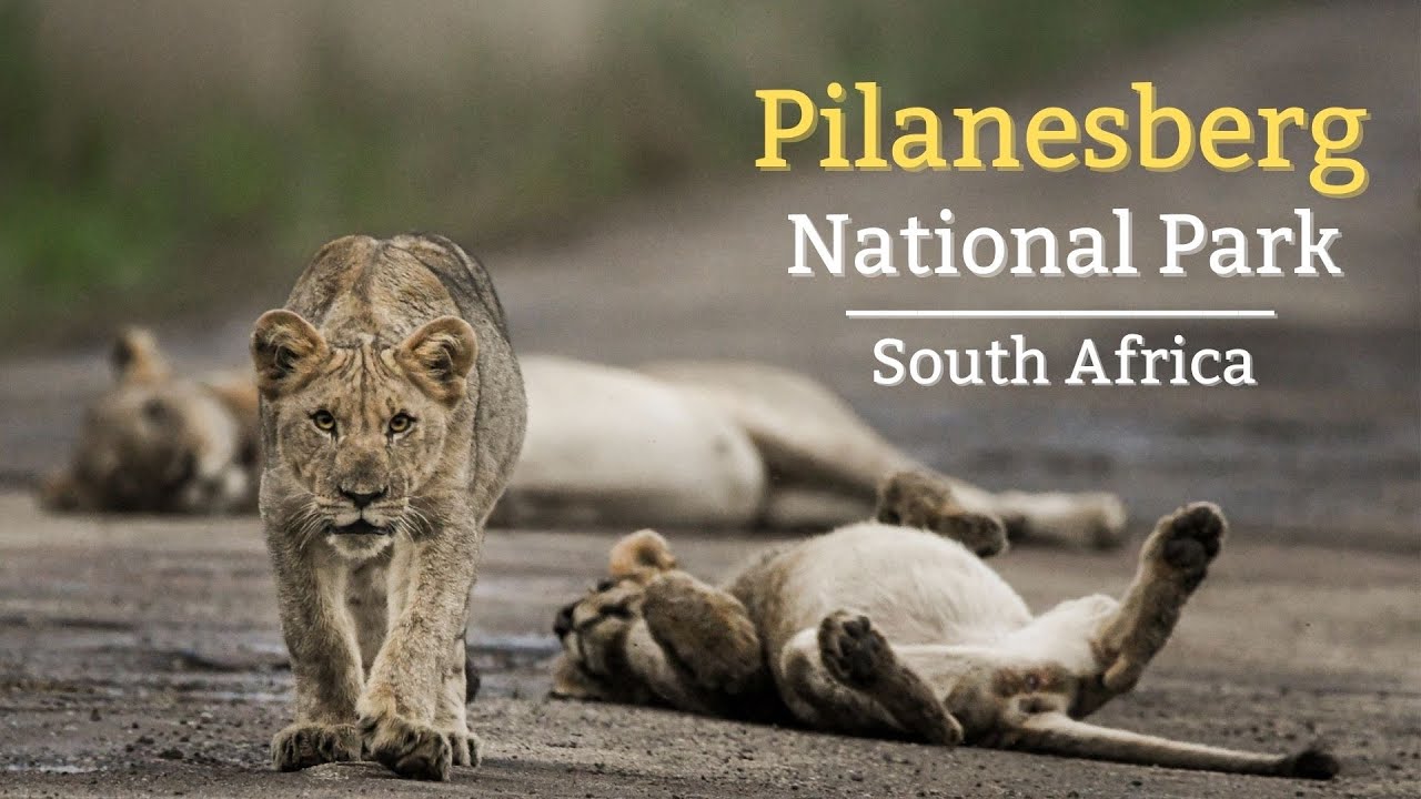 A Pilanesberg Safari |4K| Untamed Toms in Africa