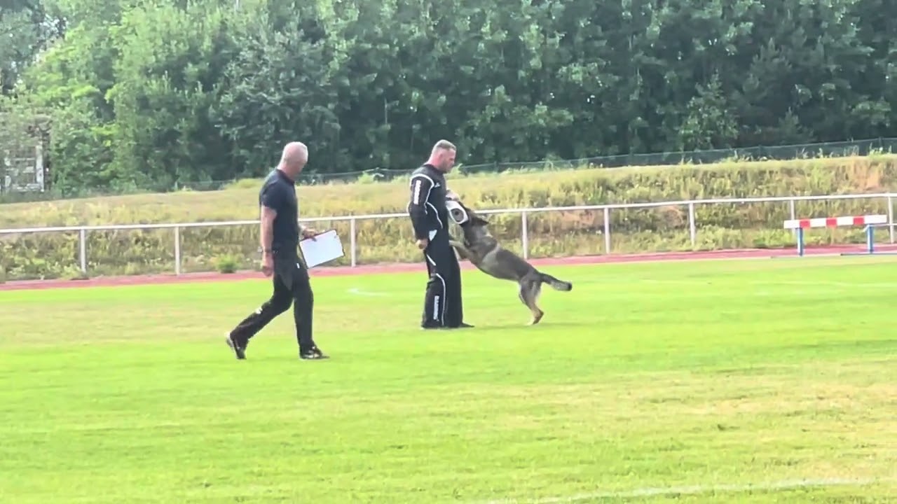 IGP SM 2023 Hesselballe Leya C: 94 och figuranternas val till tävlingens bästa skyddshund