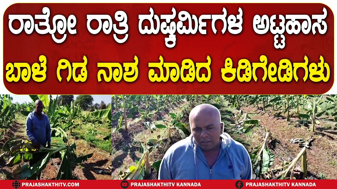 ರಾತ್ರೋ ರಾತ್ರಿ ದುಷ್ಕರ್ಮಿಗಳ ಅಟ್ಟಹಾಸ ಬಾಳೆ ಗಿಡ ನಾಶ ಮಾಡಿದ ಕಿಡಿಗೇಡಿಗಳು | CHIKKABALLAPURA NEWS |
