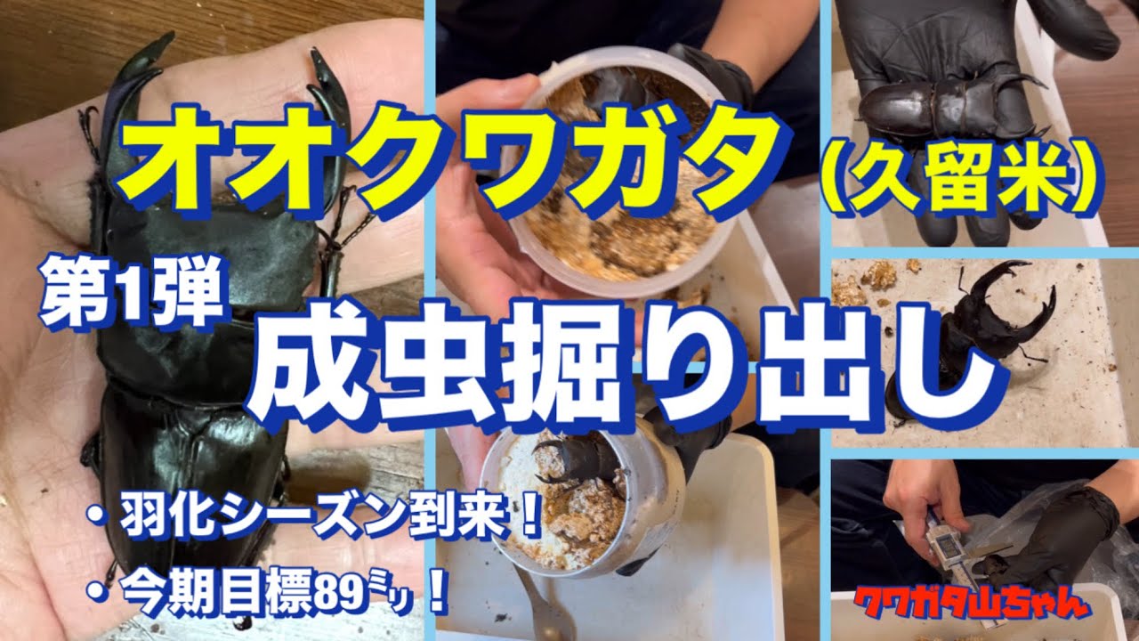 楽しみ爆発‼️  待ちに待ったオオクワガタ成虫の掘り出し‼️