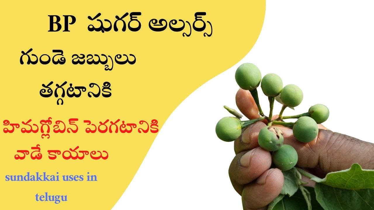 Sundakkai EXPERT Shares Top Medicinal Uses in Telugu!