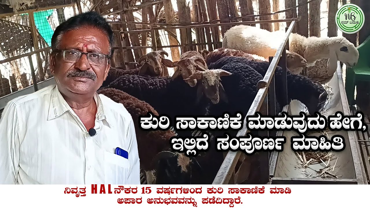 ಕುರಿ ಸಾಕಾಣಿಕೆ ಮಾಡುವುದು ಹೇಗೆ, ಇಲ್ಲಿದೆ ಸಂಪೂರ್ಣ ಮಾಹಿತಿ #Tagaru #sheepfarming #karnataka #nambaduku