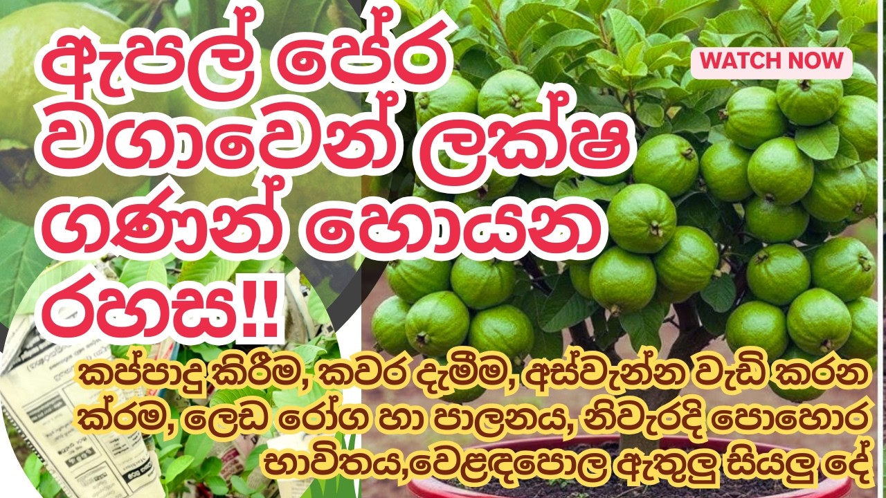 රස්සාවෙන් අයින් වෙලා ඇපල් පේර වගාවෙන් ලක්ෂපතියෙක් වුණු හැටි Guava Farming #guavacultivation #money