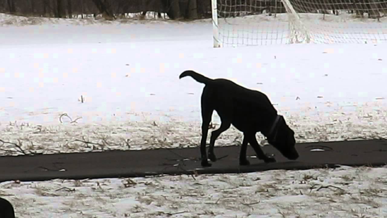 Leika post bilateral pantarsal arthrodesis