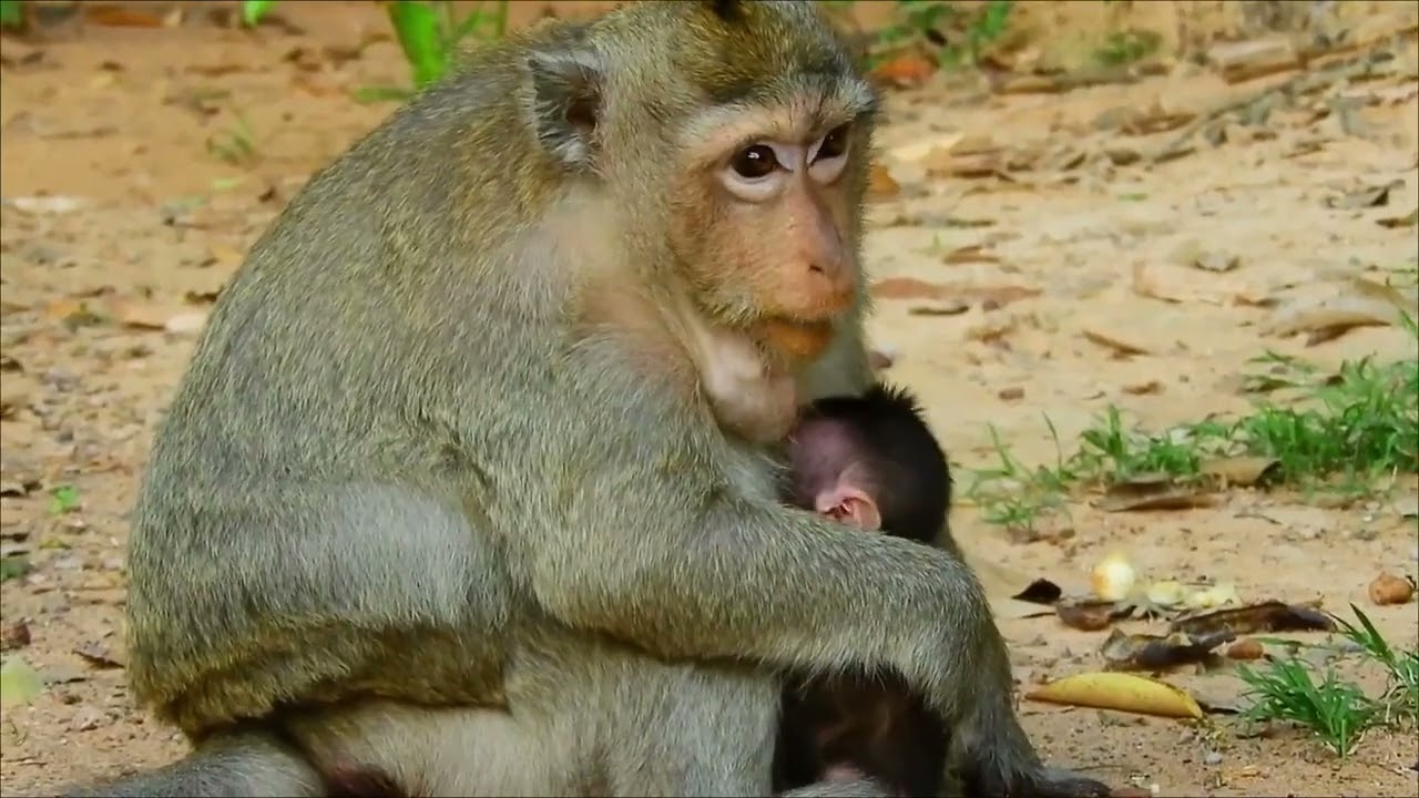 Careless mother monkey mistreating her little baby Monica.