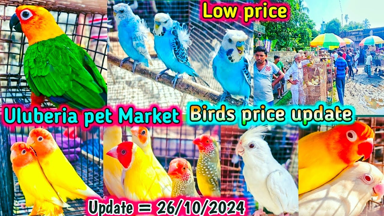 Uluberia pet market 2024 . Birds pirce updated  26.10.2024 .Uluberia pakhir haat .#cheapest #sale