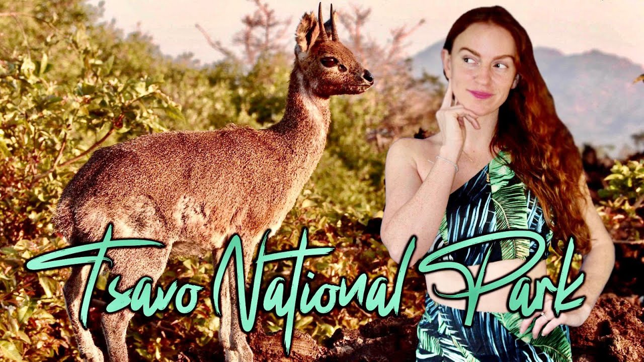 SAFARI 🌍!! | Tsavo National Park | Kenya, Africa 🇰🇪