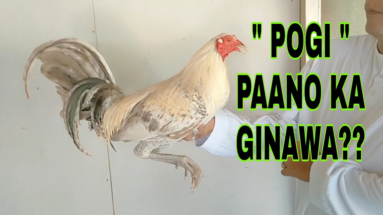 UNIQUE OFF COLOR ROOSTER... PANO KA GINAWA?