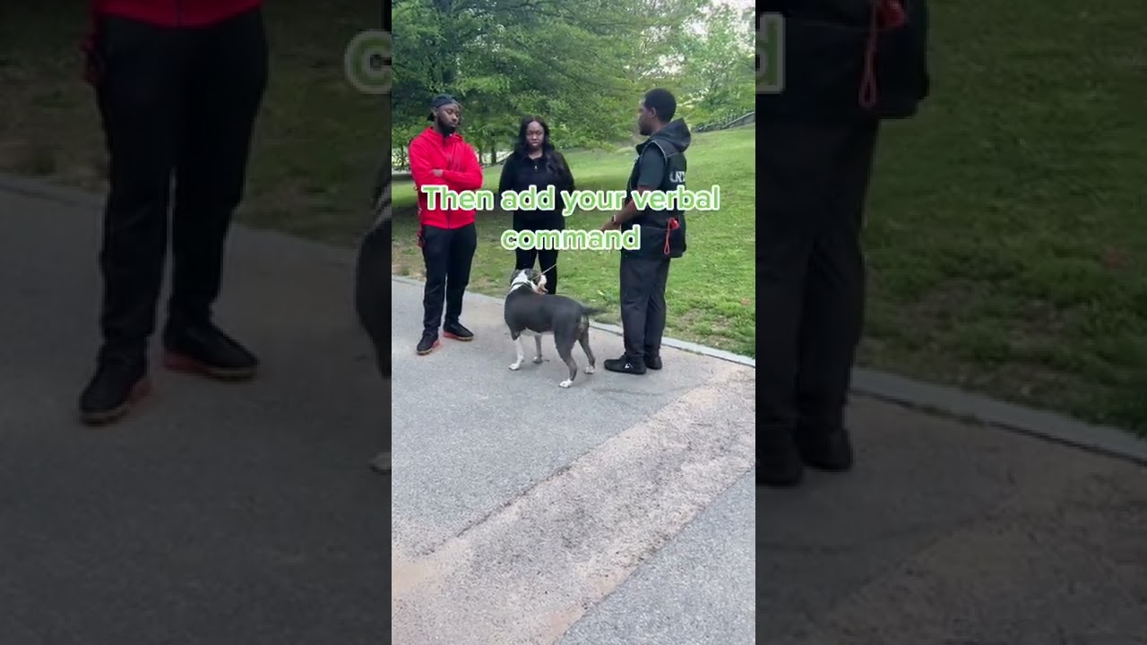 Как научить любую собаку команде &laquo;сидеть и стоять&raquo; прямо сейчас