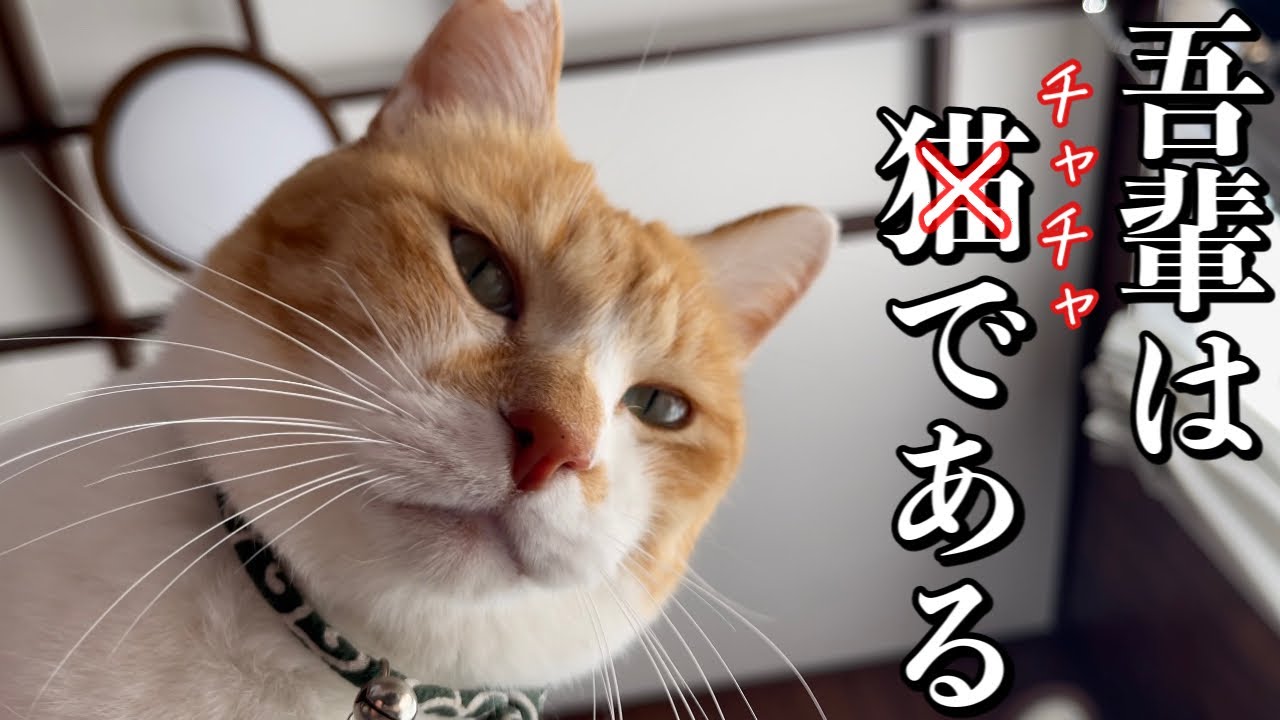 Кот, который ведет себя как собака