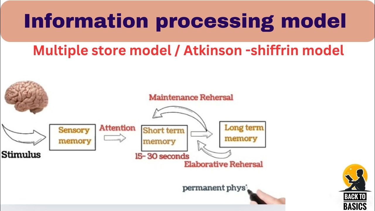 Information processing model of memory psychology #backtobasics