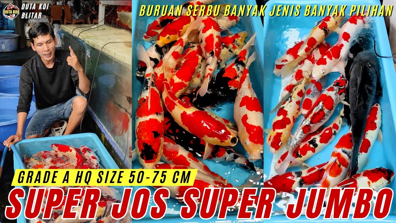 SUPER JOS SUPER JUMBO!! KOI BLITAR SIZE 50 75 CM GRADE A HQ READY!! BURUAN MERAPAT!!