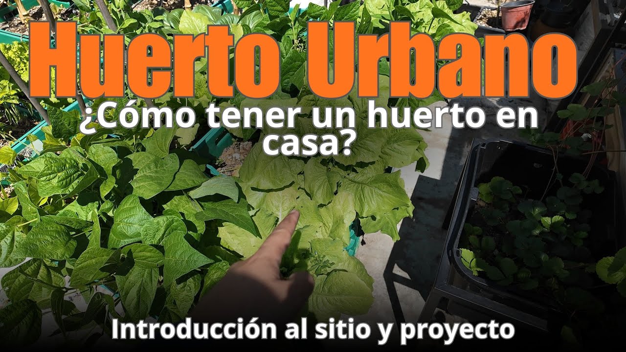 Introducción a mi huerto urbano - Huerto en casa