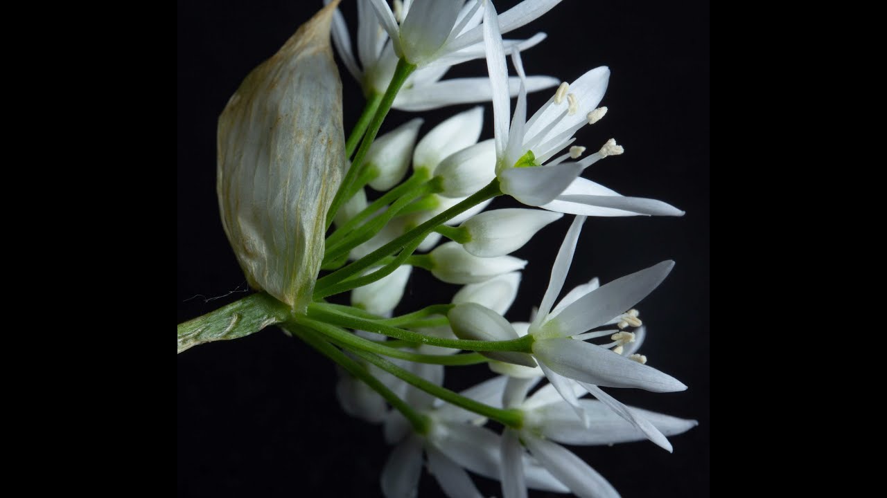 Vorstellung Amaryllidaceae