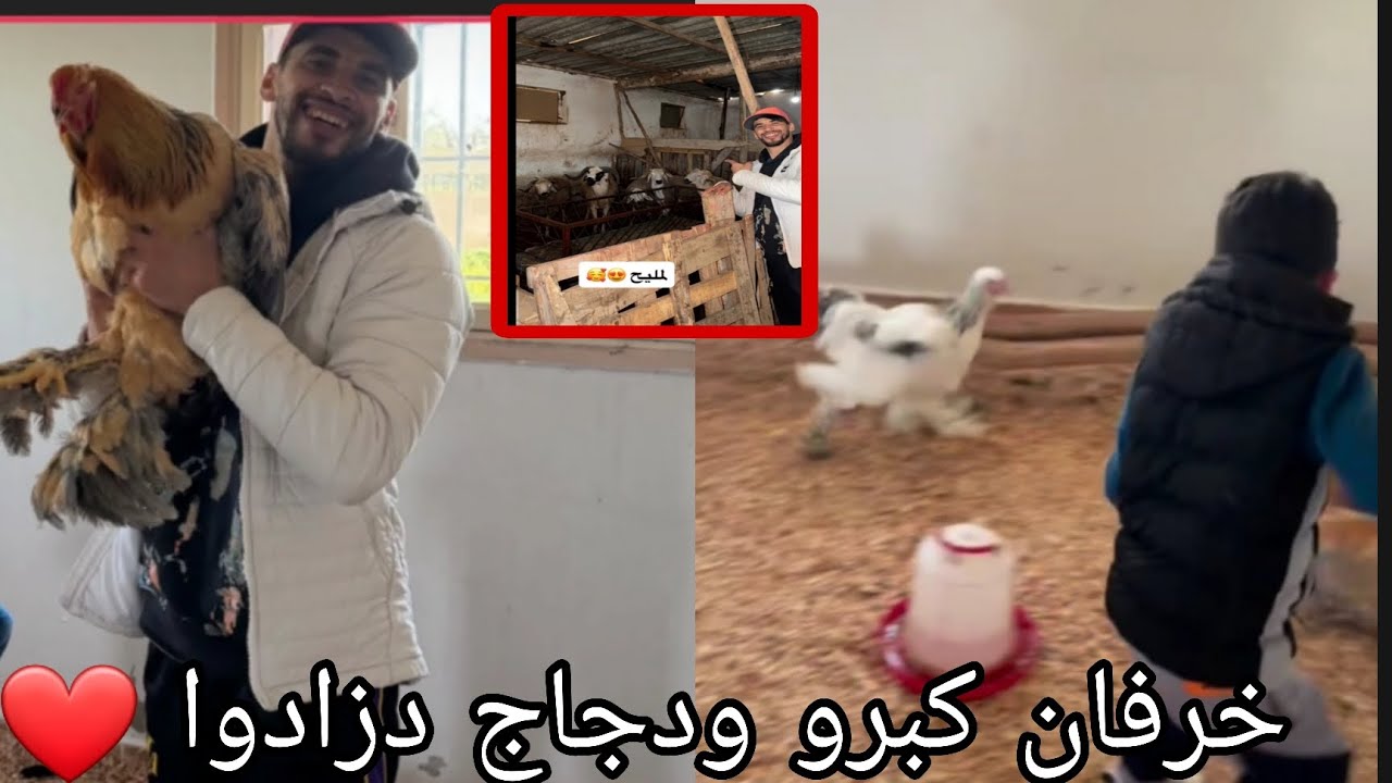 تربية الماشية فلوس كلحة ...وخيرا رجعت للمزرعة ممكنش كفاش تغيرو حوالة ودجاج 😱