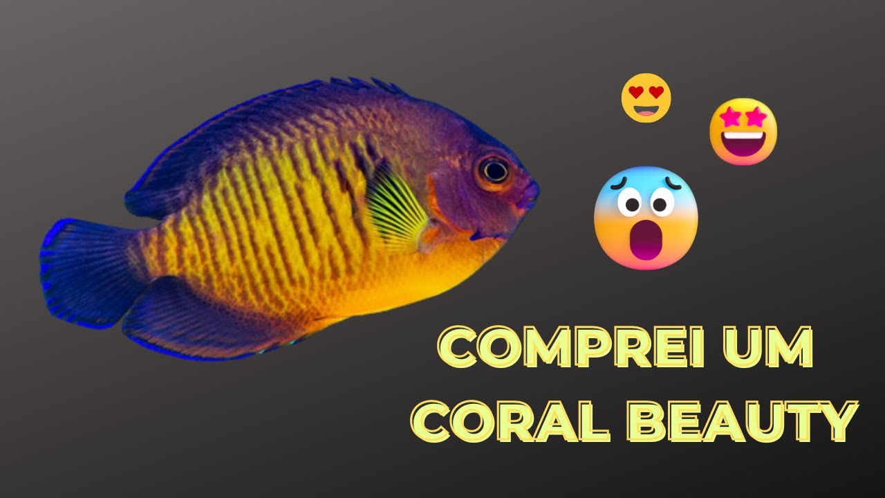 Comprei um peixe anjo: CORAL BEAUTY!