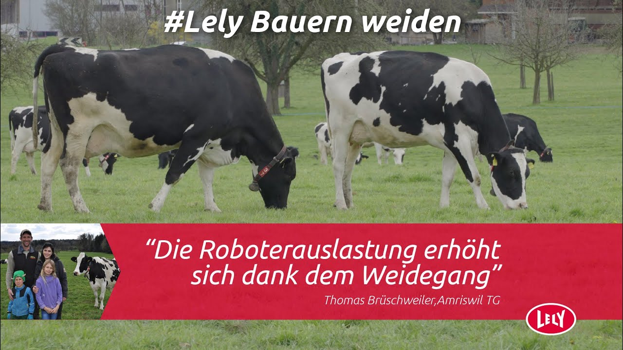 Melkroboter und Weiden bei Familie Brüschweiler